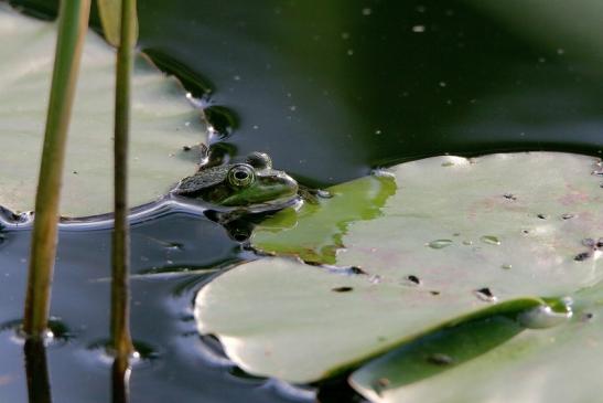 Kleiner Wasserfrosch Atrium Park Dietzenbach 2017