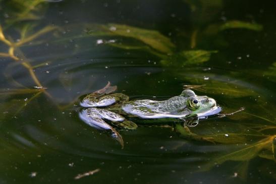 Kleiner Wasserfrosch Atrium Park Dietzenbach 2017