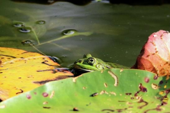 Kleiner Wasserfrosch Atrium Park Dietzenbach 2017