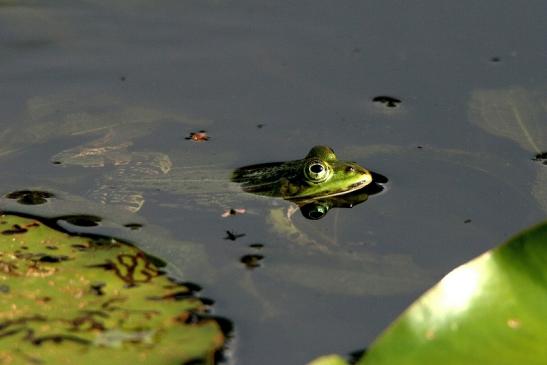 Kleiner Wasserfrosch Atrium Park Dietzenbach 2017