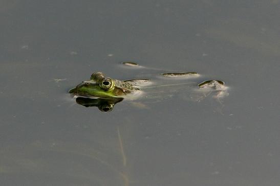 Kleiner Wasserfrosch Atrium Park Dietzenbach 2017