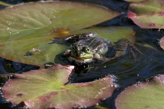 Grüner Wasserfrosch Atrium Park Dietzenbach 2020