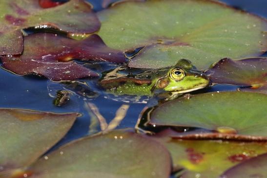 Grüner Wasserfrosch Atrium Park Dietzenbach 2020