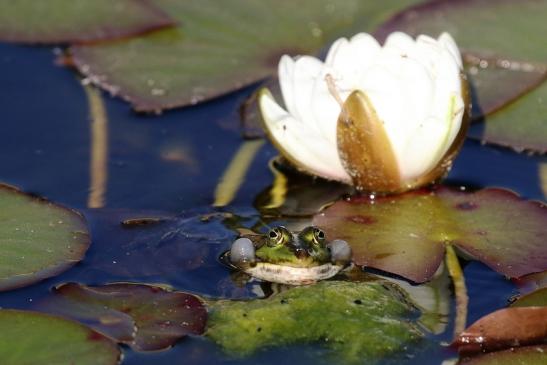 Grüner Wasserfrosch Atrium Park Dietzenbach 2020