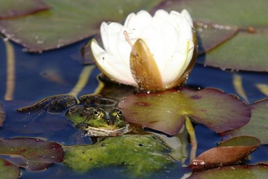 Grüner Wasserfrosch Atrium Park Dietzenbach 2020