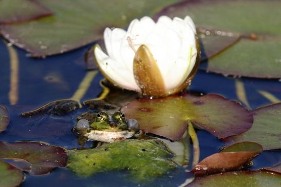 Grüner Wasserfrosch Atrium Park Dietzenbach 2020