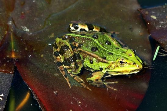 Grüner Wasserfrosch Zoo Vivarium Darmstadt 2017