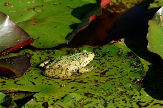 Grüner Wasserfrosch Zoo Vivarium Darmstadt 2018