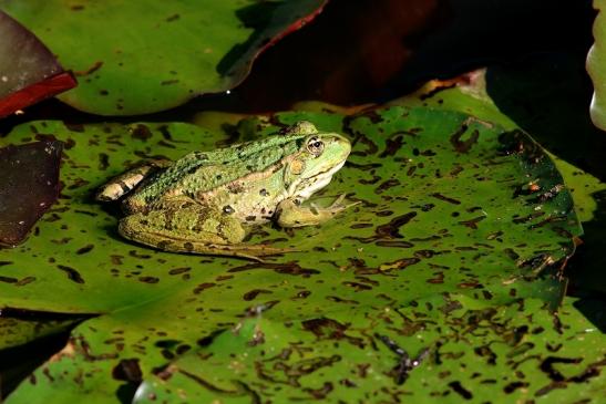 Grüner Wasserfrosch Zoo Vivarium Darmstadt 2018