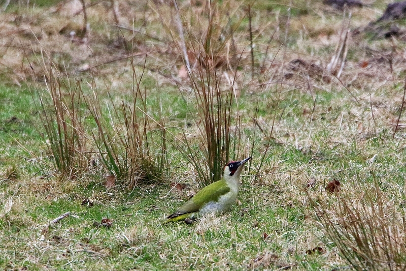Grünspecht Wildpark Alte Fasanerie Klein Auheim 2017
