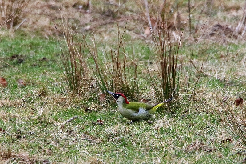 Grünspecht Wildpark Alte Fasanerie Klein Auheim 2017