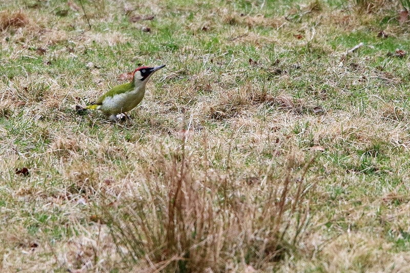 Grünspecht Wildpark Alte Fasanerie Klein Auheim 2017