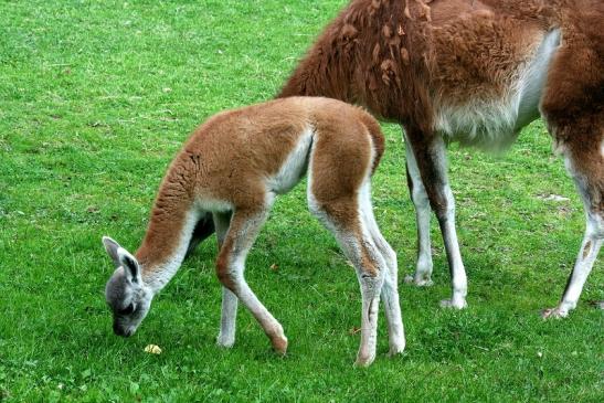 Guanako Opel Zoo Kronberg 2012