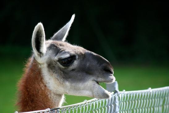 Guanako Opel Zoo Kronberg 2012