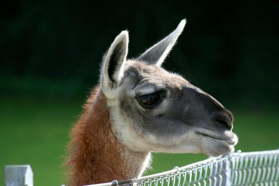 Guanako Opel Zoo Kronberg 2012