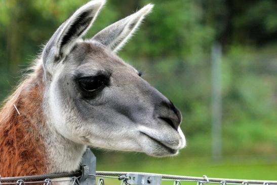 Guanako Opel Zoo Kronberg 2014