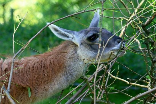 Guanako Opel Zoo Kronberg 2017