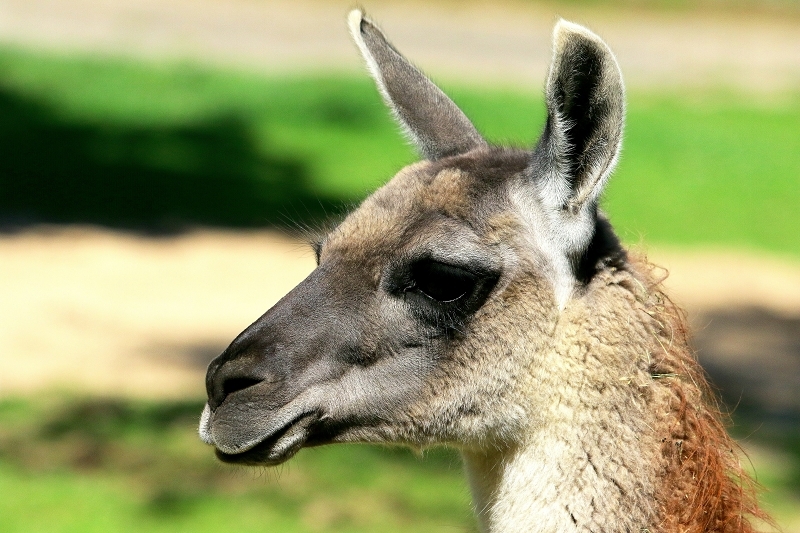 Guanako Opel Zoo Kronberg 2017