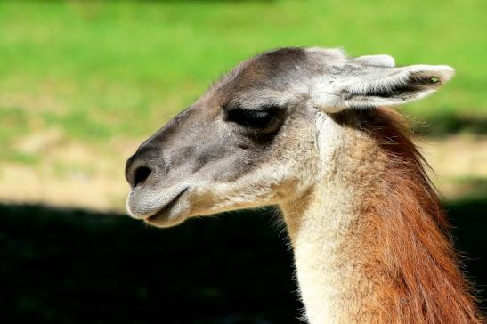 Guanako Opel Zoo Kronberg 2017