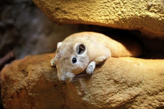 Gundi Zoo Frankfurt 2014