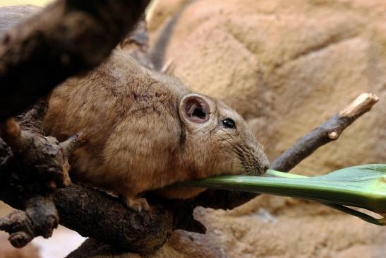 Gundi Zoo Frankfurt 2014