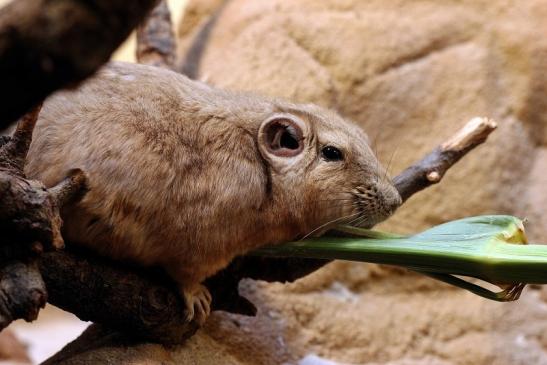 Gundi Zoo Frankfurt 2014