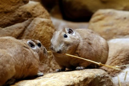 Gundi Zoo Frankfurt am Main 2017