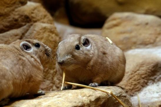 Gundi Zoo Frankfurt am Main 2017