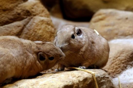 Gundi Zoo Frankfurt am Main 2017