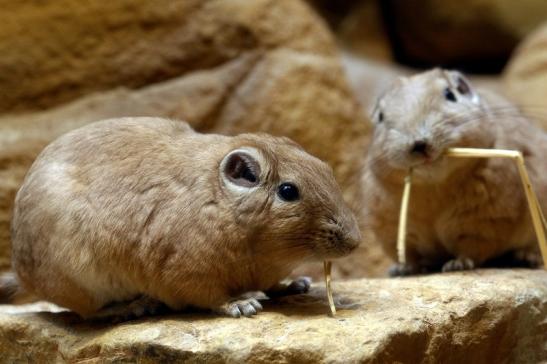 Gundi Zoo Frankfurt am Main 2017