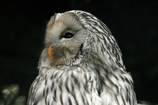 Habichtskauz Opel Zoo Kronberg 2014