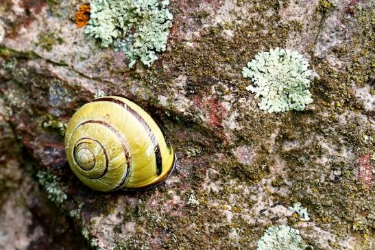 Hain Bänderschnecke Atrium Park Dietzenbach 2021