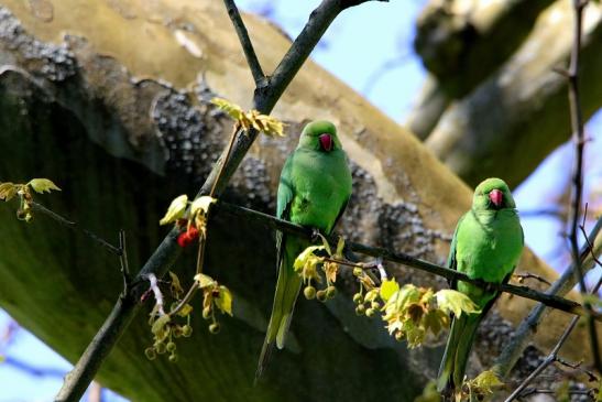 Halsbandsittich Schlosspark Biebrich 2016