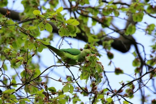 Halsbandsittich Schlosspark Biebrich 2016