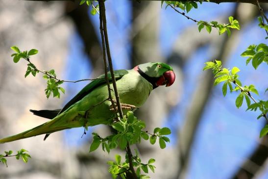 Halsbandsittich Schlosspark Biebrich 2015