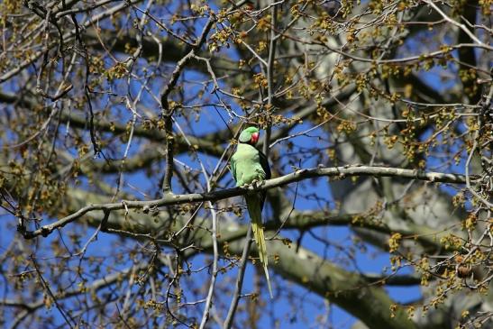 Halsbandsittich Paarung Schlosspark Biebrich 2015