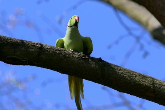 Halsbandsittich Schlosspark Biebrich 2017