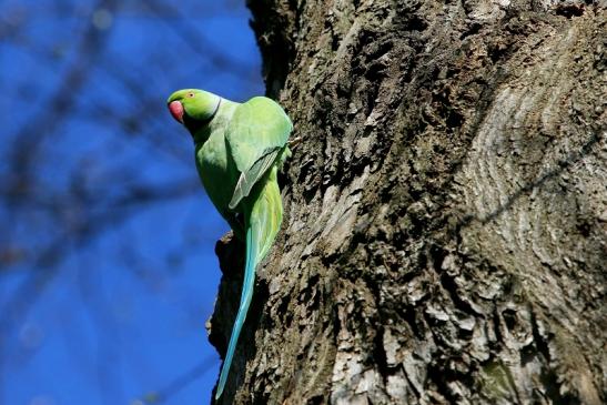 Halsbandsittich Schlosspark Biebrich 2017