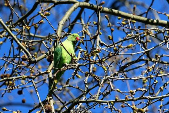 Halsbandsittich Schlosspark Biebrich 2017