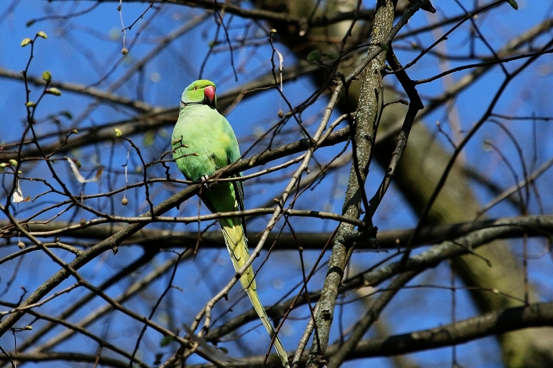 Halsbandsittich Schlosspark Biebrich 2017