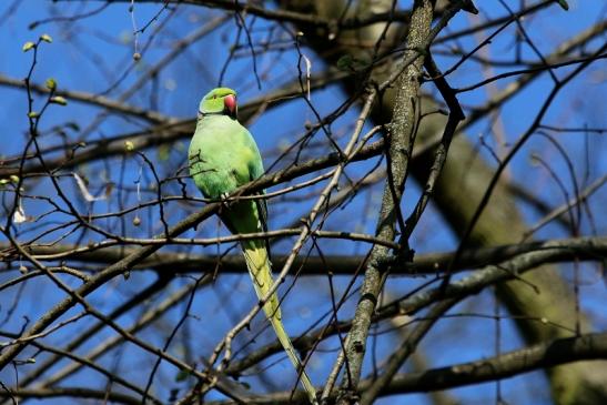 Halsbandsittich Schlosspark Biebrich 2017