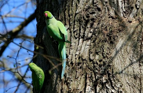 Halsbandsittich Paar Schlosspark Biebrich 2017