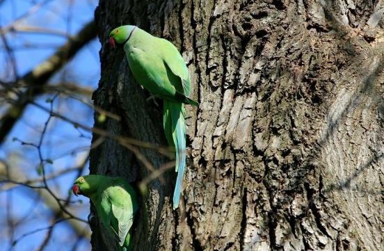 Halsbandsittich Paar Schlosspark Biebrich 2017