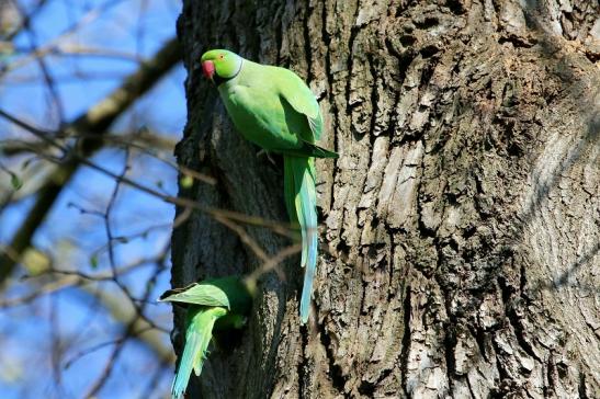 Halsbandsittich Paar Schlosspark Biebrich 2017