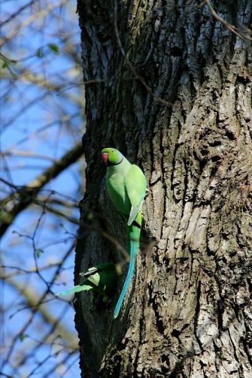 Halsbandsittich Paar Schlosspark Biebrich 2017