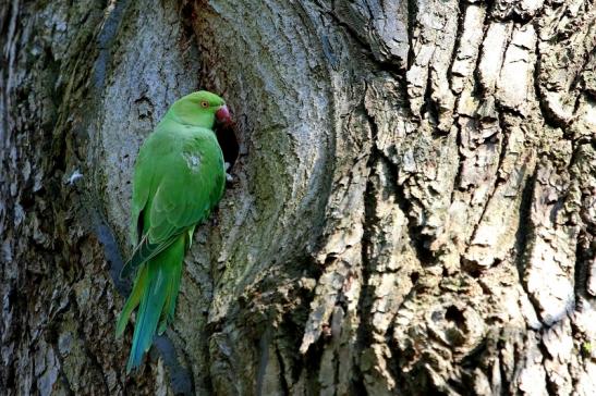 Halsbandsittich Schlosspark Biebrich 2017