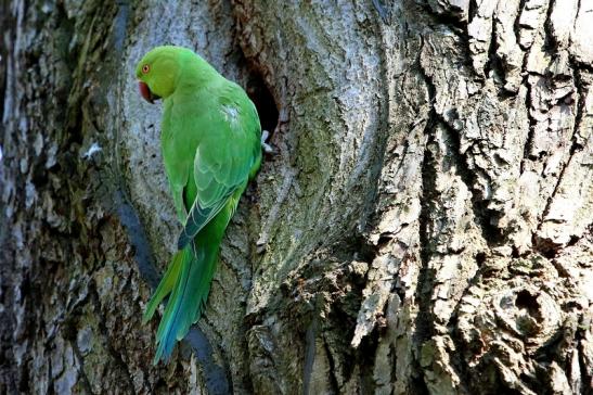 Halsbandsittich Schlosspark Biebrich 2017