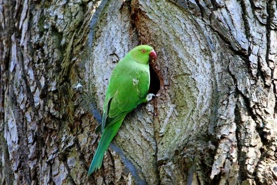 Halsbandsittich Schlosspark Biebrich 2017