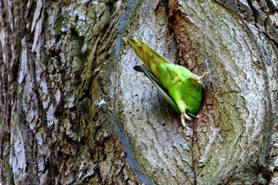 Halsbandsittich Schlosspark Biebrich 2017