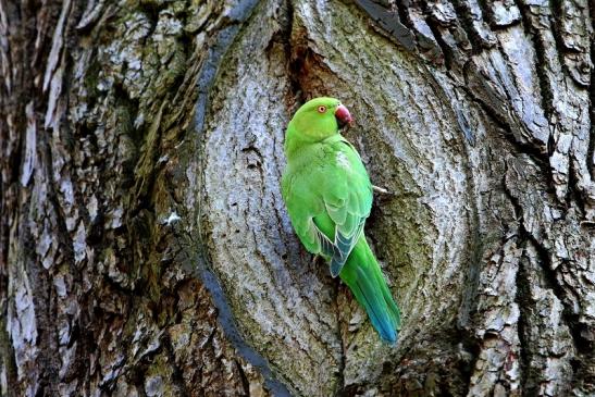 Halsbandsittich Schlosspark Biebrich 2017